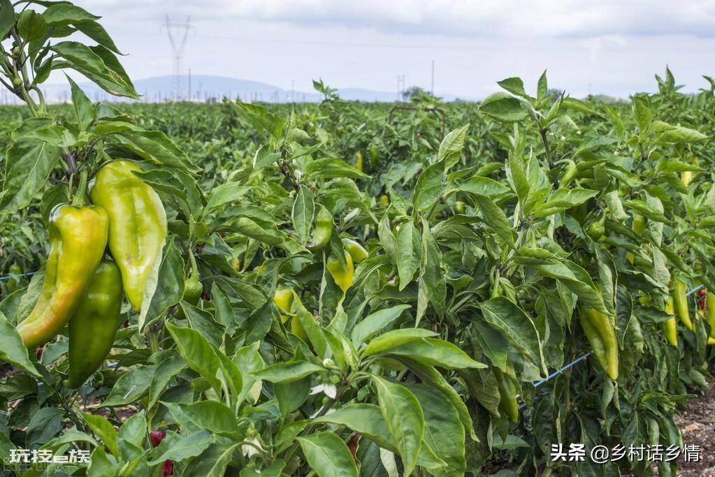一年四季种菜时间表(你知道不同时间该种什么农作物吗)-图片3
